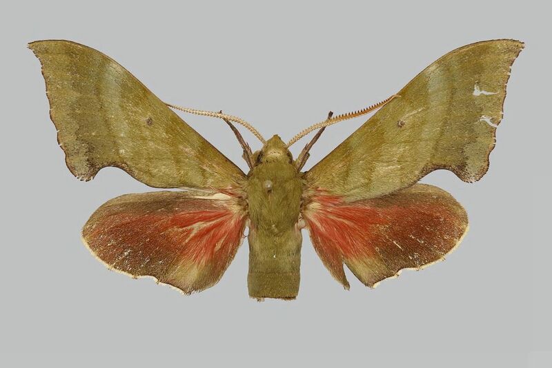 File:Rhodoprasina corolla BMNHE813642 male up.jpg