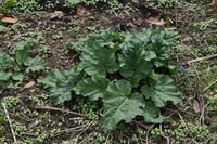 Rhubarb (Rheum).jpg