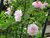 Rosa Paul's Himalayan Musk01.jpg