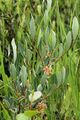 Salix pedicellaris 5497216.jpg