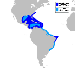 Sargocentron vexillarium mapa.svg