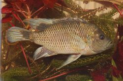 Sargochromis carlottae.jpg