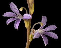 Scaevola cunninghamii - Flickr - Kevin Thiele.jpg