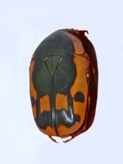 Scarabaeidae - Marmylida impressa.jpg