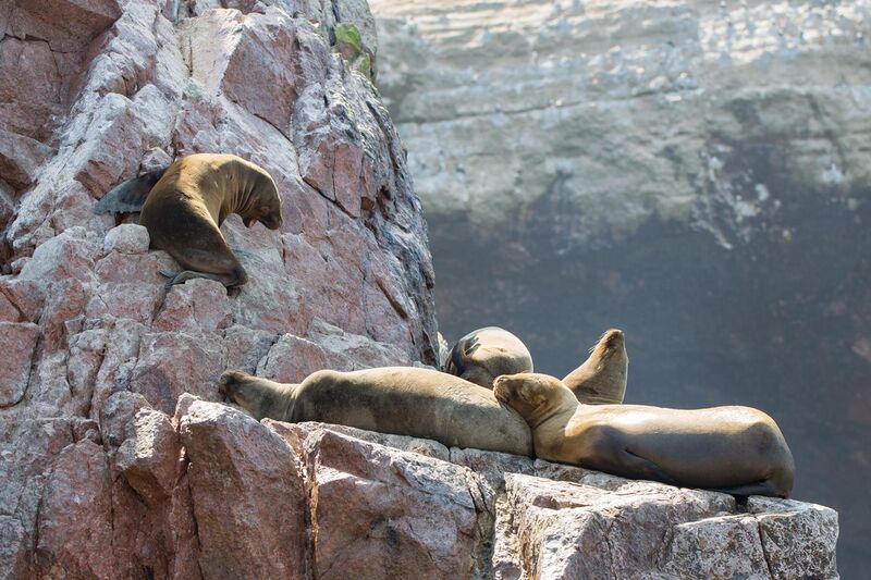 File:Sea lions chillin'.jpg
