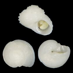 Seashell Homalopoma parvum.jpg