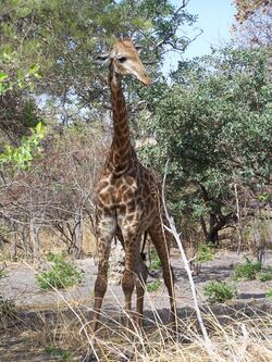 SenegalGiraffe.jpg