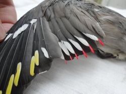a spread wing with yellow white and red markings