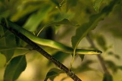 Smooth green snake in gree tree opheodrys vernalis.jpg