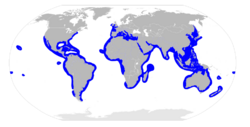 Sphyrnidae distribution map.svg