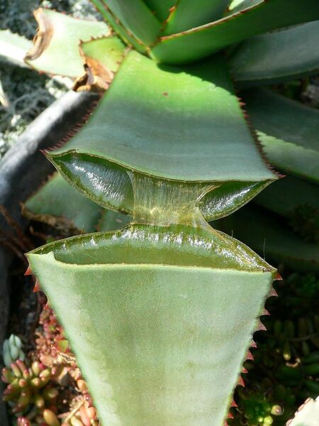 File:Split Aloe.jpg