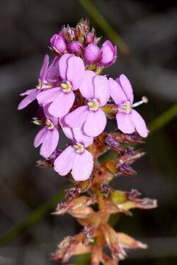 Stylidium scariosum - 51681436946.jpg