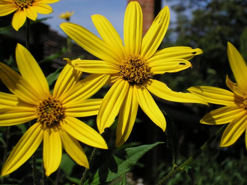 File:Sunroot flowers.jpg