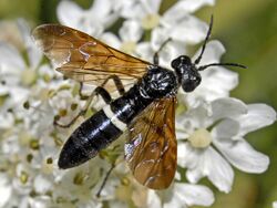 Tenthredinidae - Tenthredo (Cephaledo) bifasciata bifasciata.JPG