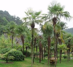 TrachycarpusFortunei.jpg