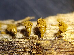 Trichia crateriformis on rotting wood.jpg