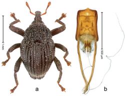 Trigonopterus pararugosus 35730.jpg