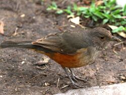 Turdus rufiventris-standing.jpg