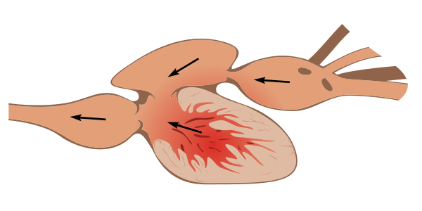 File:Two chamber heart.svg
