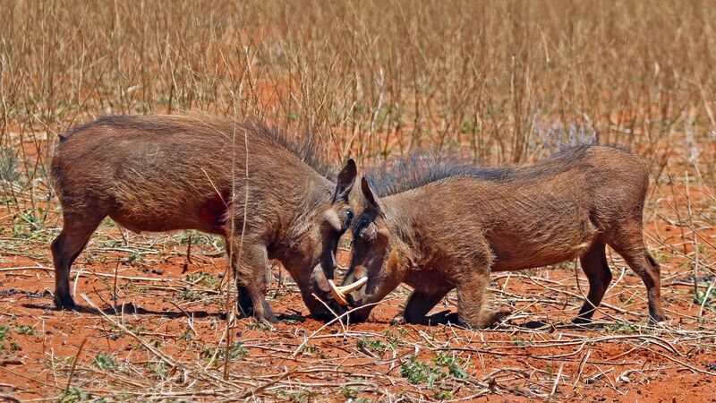 File:Warthogs (Phacochoerus africanus) young males eyeballing.jpg