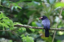 White-fronted Nunbird.jpg