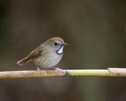 White-gorgeted Flycatcher.jpg