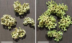 Xanthoparmelia semiviridis (comparison of dry and wet form).jpg