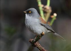 Yellow-eyed Junco.jpg