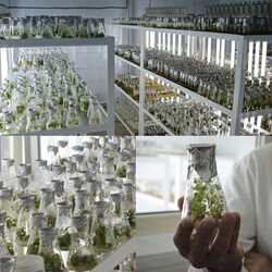 Лабораторія мікроклонального розмноження рослин.jpg