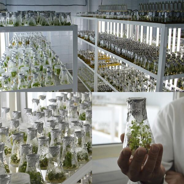 File:Лабораторія мікроклонального розмноження рослин.jpg