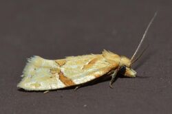 - 3759 – Aethes patricia (probable, Michael Sabourin ID) (18878802633).jpg