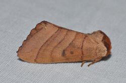 - 7908 – Datana perspicua – Spotted Datana Moth (18481416914).jpg