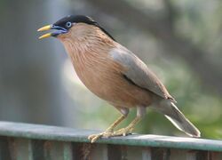 1172ww brahminy-myna delhi-crpark 2007apr14.jpg