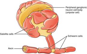 1210 Glial Cells of the PNS.jpg