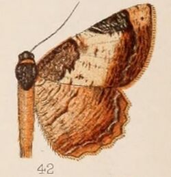 42-Hypephyra cyanosticta=Cassephyra cyanosticta (Hampson 1907).JPG