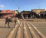 A donkey walks along one of the roads in hoima,.jpg