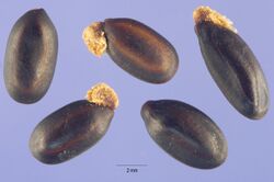 Acacia baileyana seeds.jpg