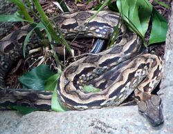 Acrantophis madagascariensis (1).jpg