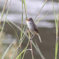 Acrocephalus rufescens, Menongue, Birding Weto, a.jpg