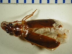 Amblytelus longipennis.jpg