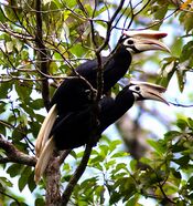 Anthracoceros marchei -Palawan-8.jpg