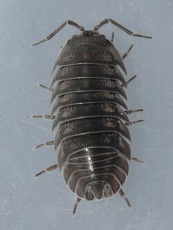 Armadillidium nasatum 01.jpg