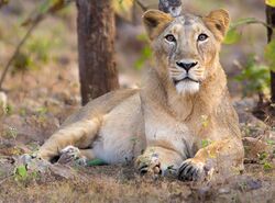 Reclining female lion looks directly toward camera