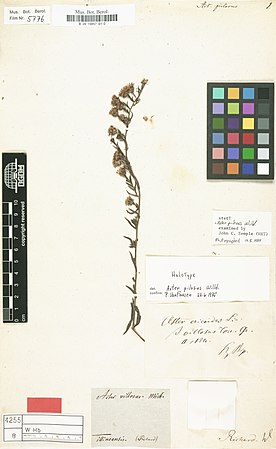 dried specimen affixed to herbarium card