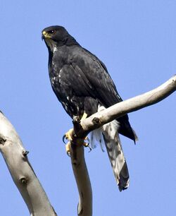 Black Sparrowhawk black morph 3 x.jpg