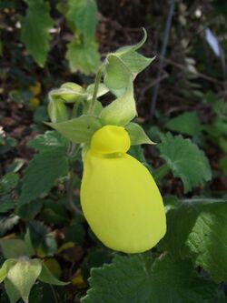 Calceolaria tomentosa.jpg