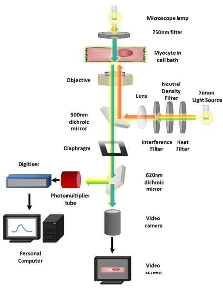 File:Calcium fluorescence imaging schematic.png