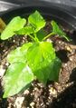 Capsicum chacoense plant with broad leaves.jpg