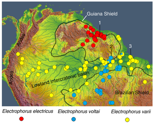 Map of South America showing distribution of the three species of electric eel