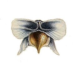 Cavolinia tridentata australis.jpg